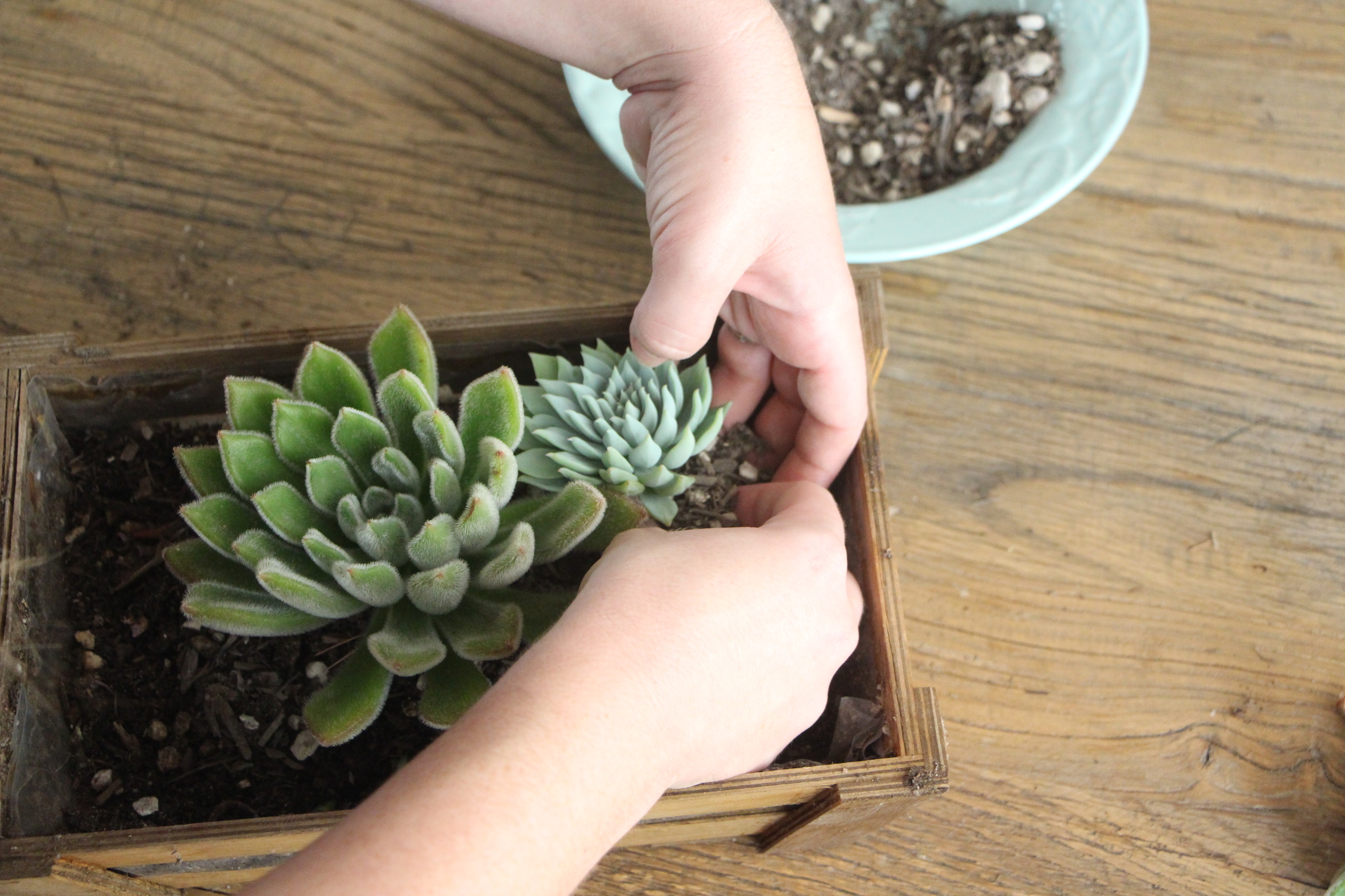 how-to-arrange-succulents-needles-and-leaves-needlesandleaves_net.jpg
